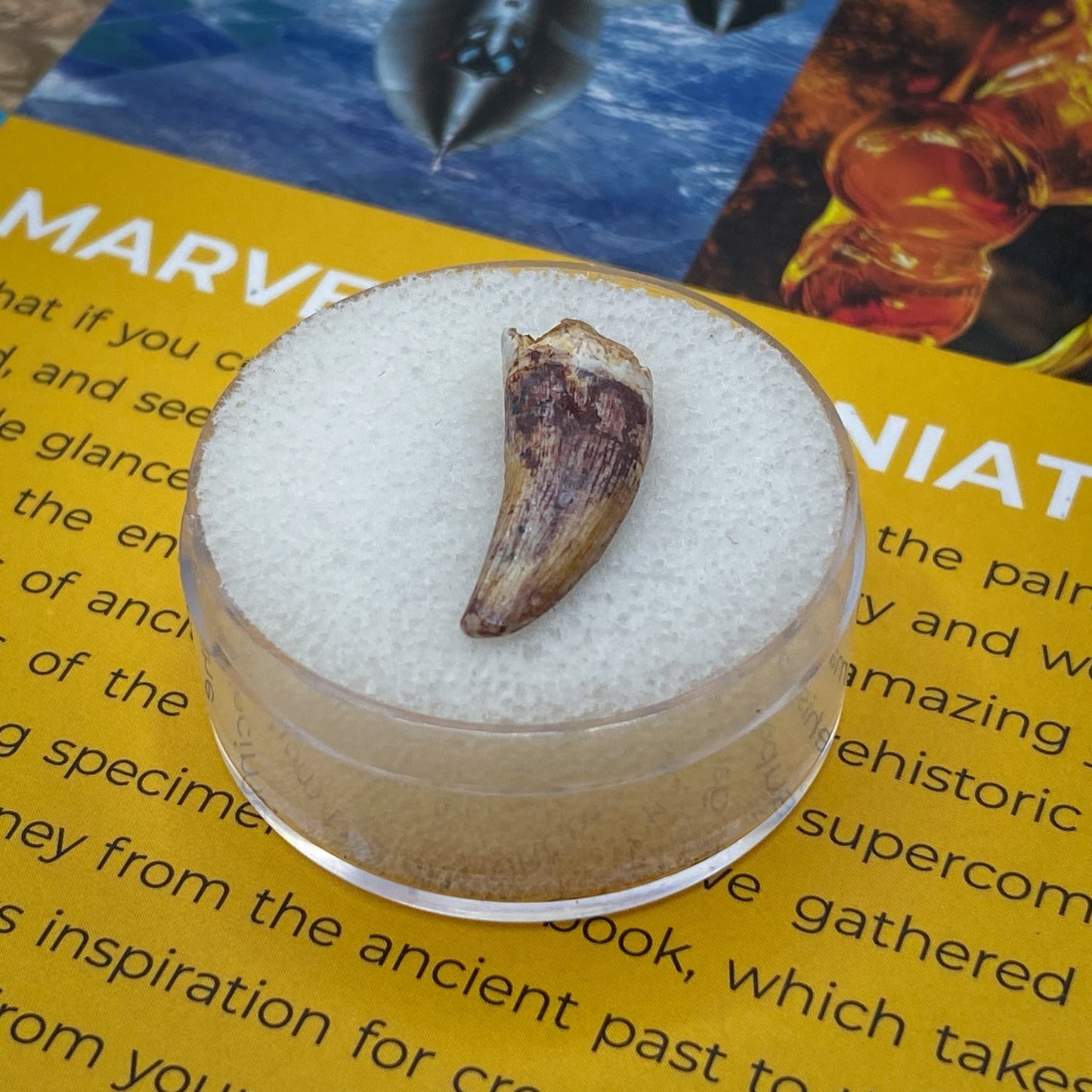 Phytosaur Teeth - Classic Riker Box Specimens