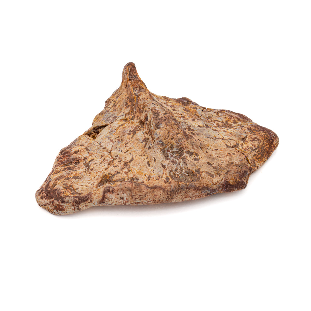 Phytosaur Scute - Classic Boxed Specimens