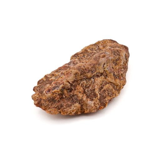 Phytosaur Scute - Classic Boxed Specimens