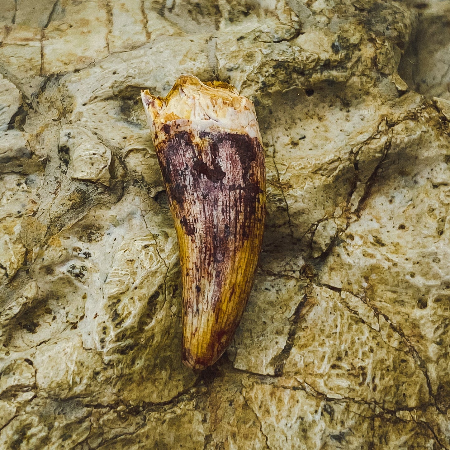 Phytosaur Teeth - Classic Riker Box Specimens