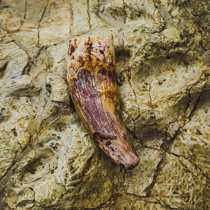 Phytosaur Teeth - Classic Riker Box Specimens