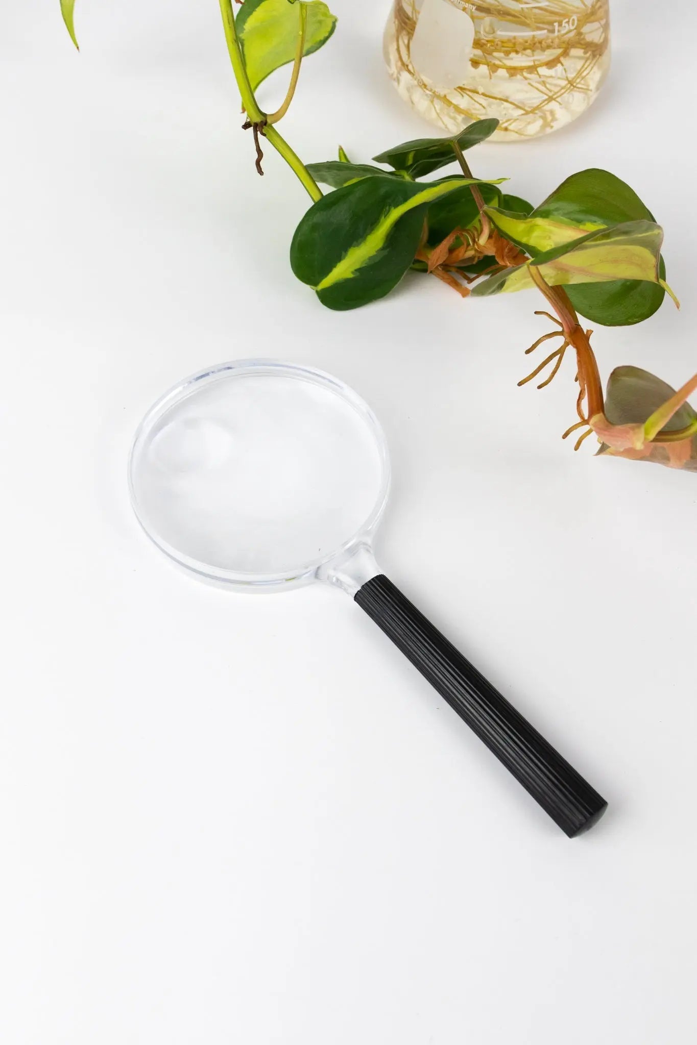 Plastic Magnifying Lens - Laboratory from Stemcell Science Shop