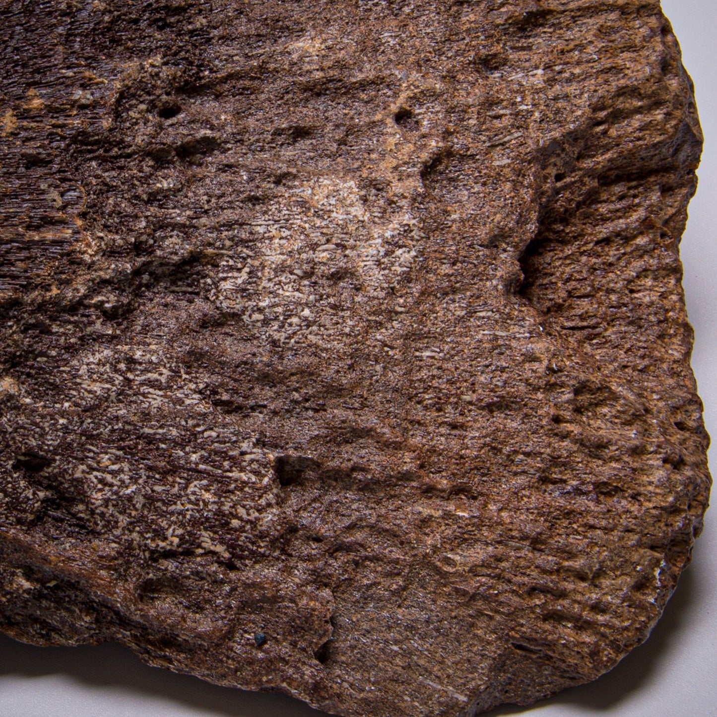 Plesiosaur Paddle Fossil