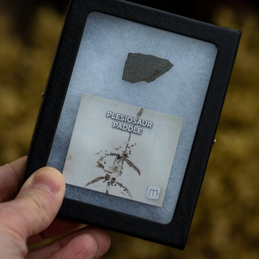 Plesiosaur Paddle Fossil