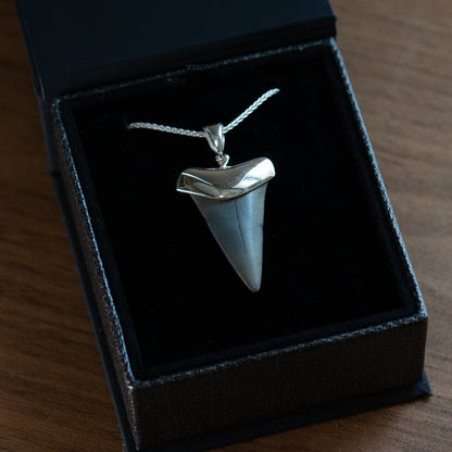 Fossil Shark Tooth Pendant