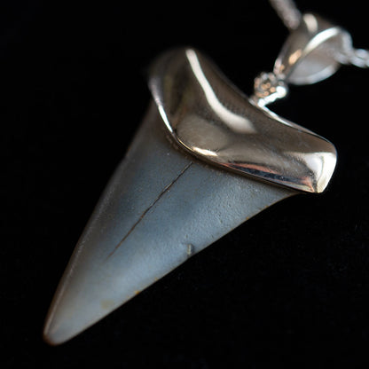 Fossil Shark Tooth Pendant