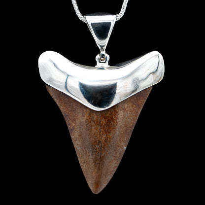 Fossil Shark Tooth Pendant