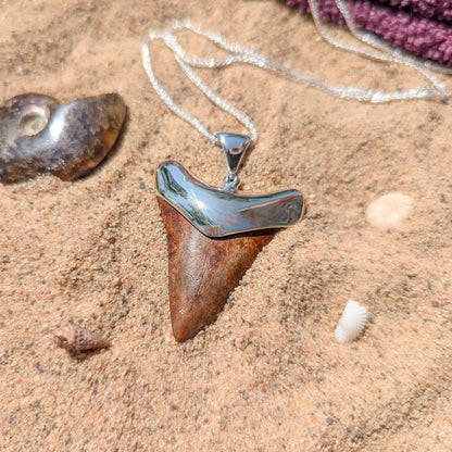 Fossil Shark Tooth Pendant