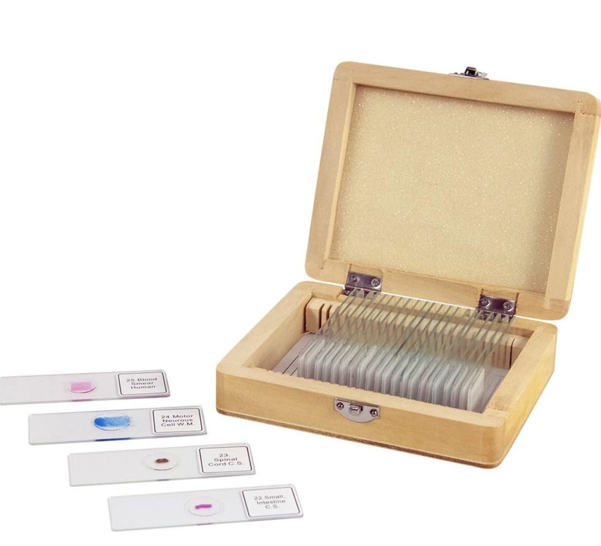 Prepared Microscope Slide Set Magnification Stemcell Science Shop