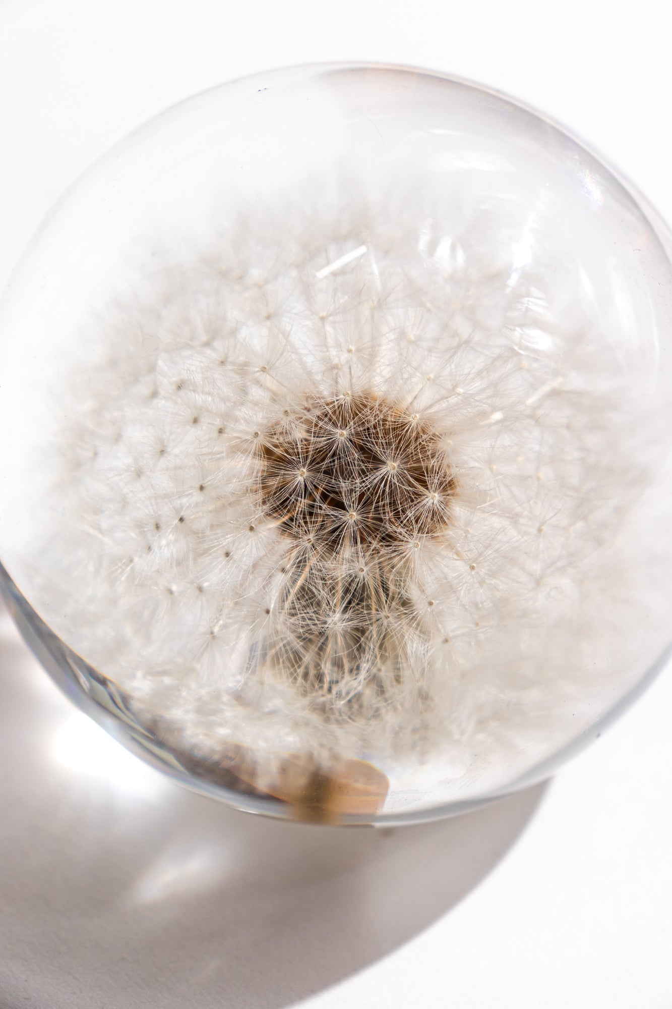 Preserved Dandelion Natural Specimen Stemcell Science Shop