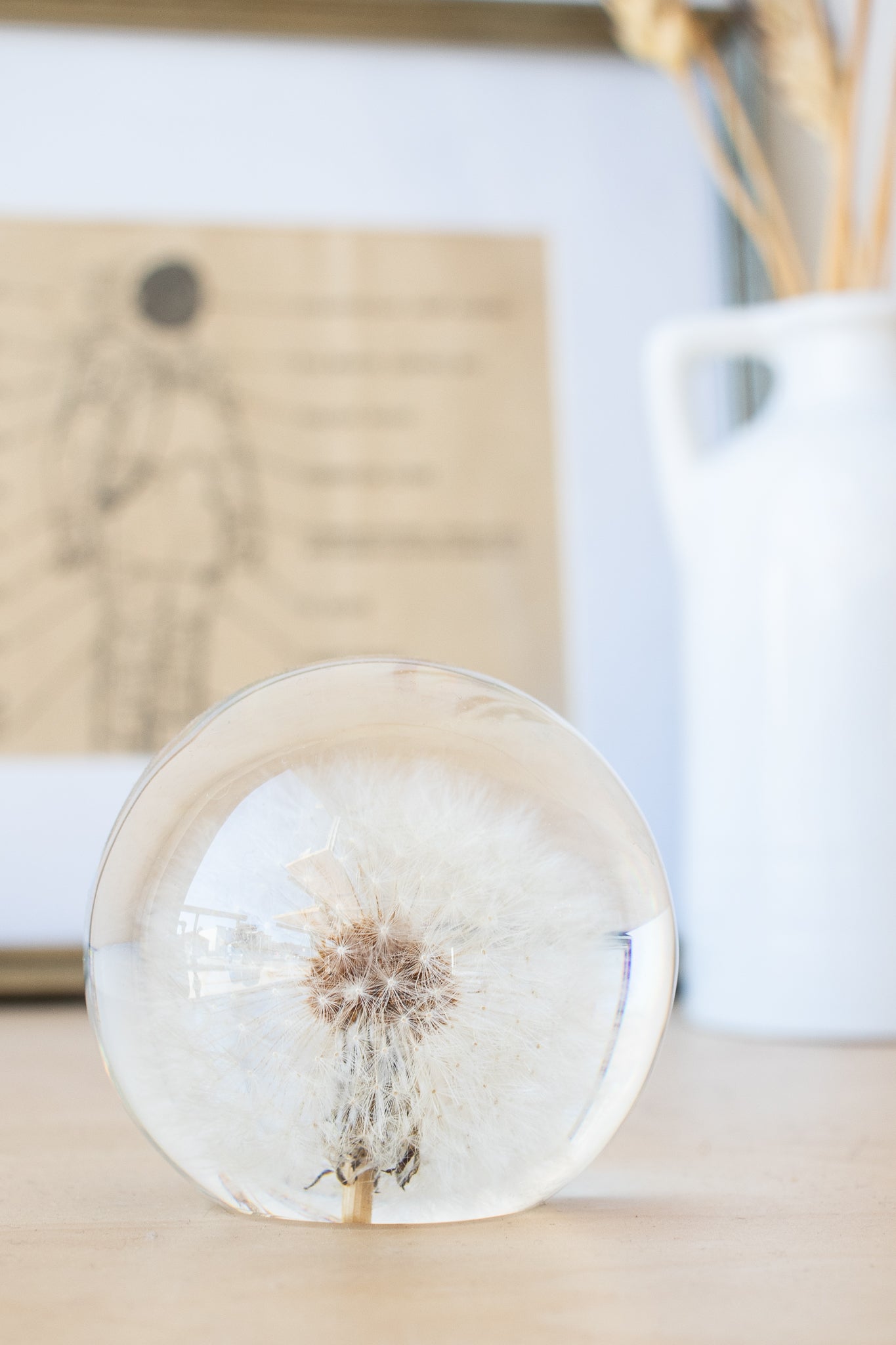 Preserved Dandelion Natural Specimen Stemcell Science Shop