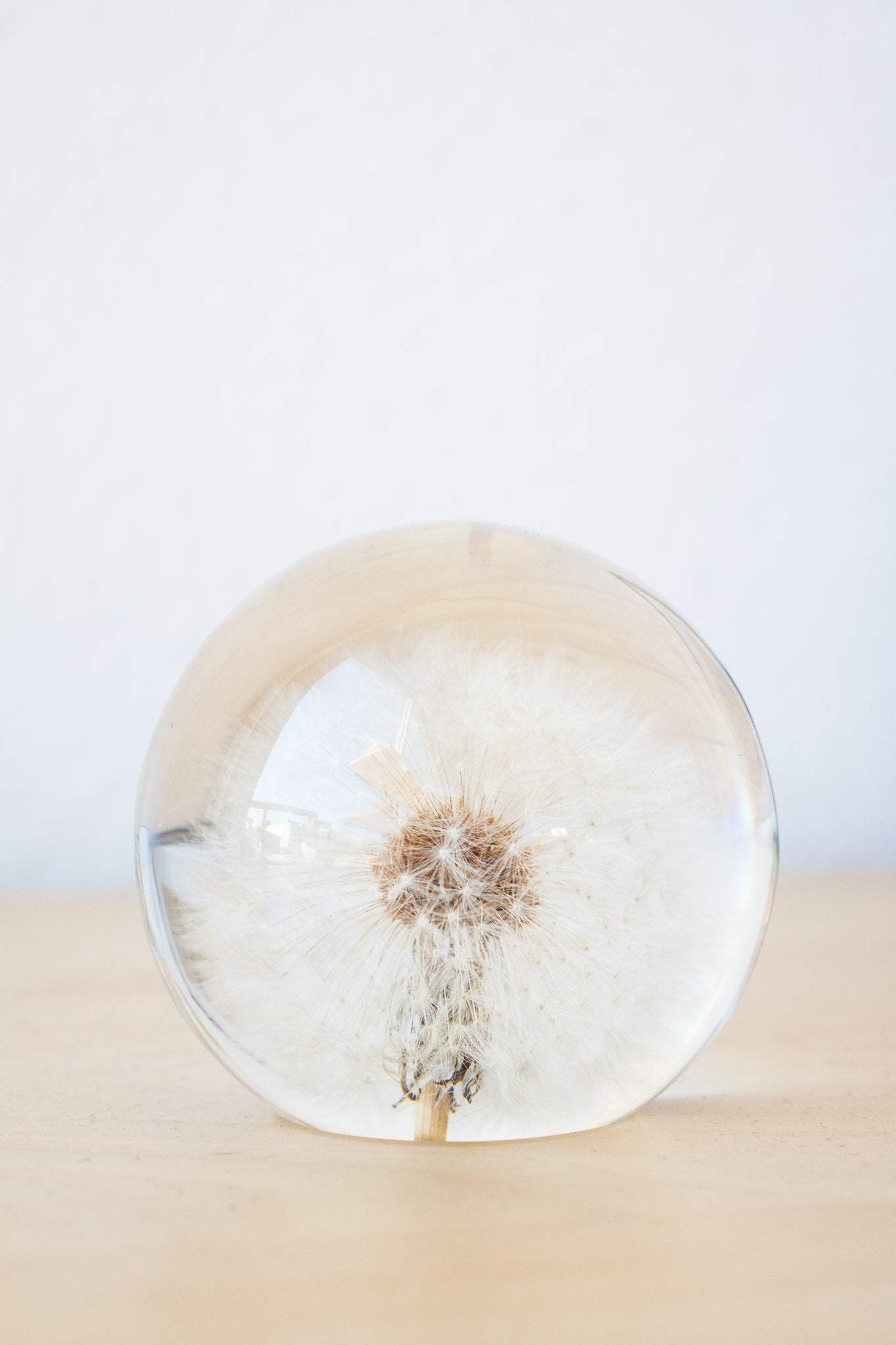 Preserved Dandelion Natural Specimen Stemcell Science Shop