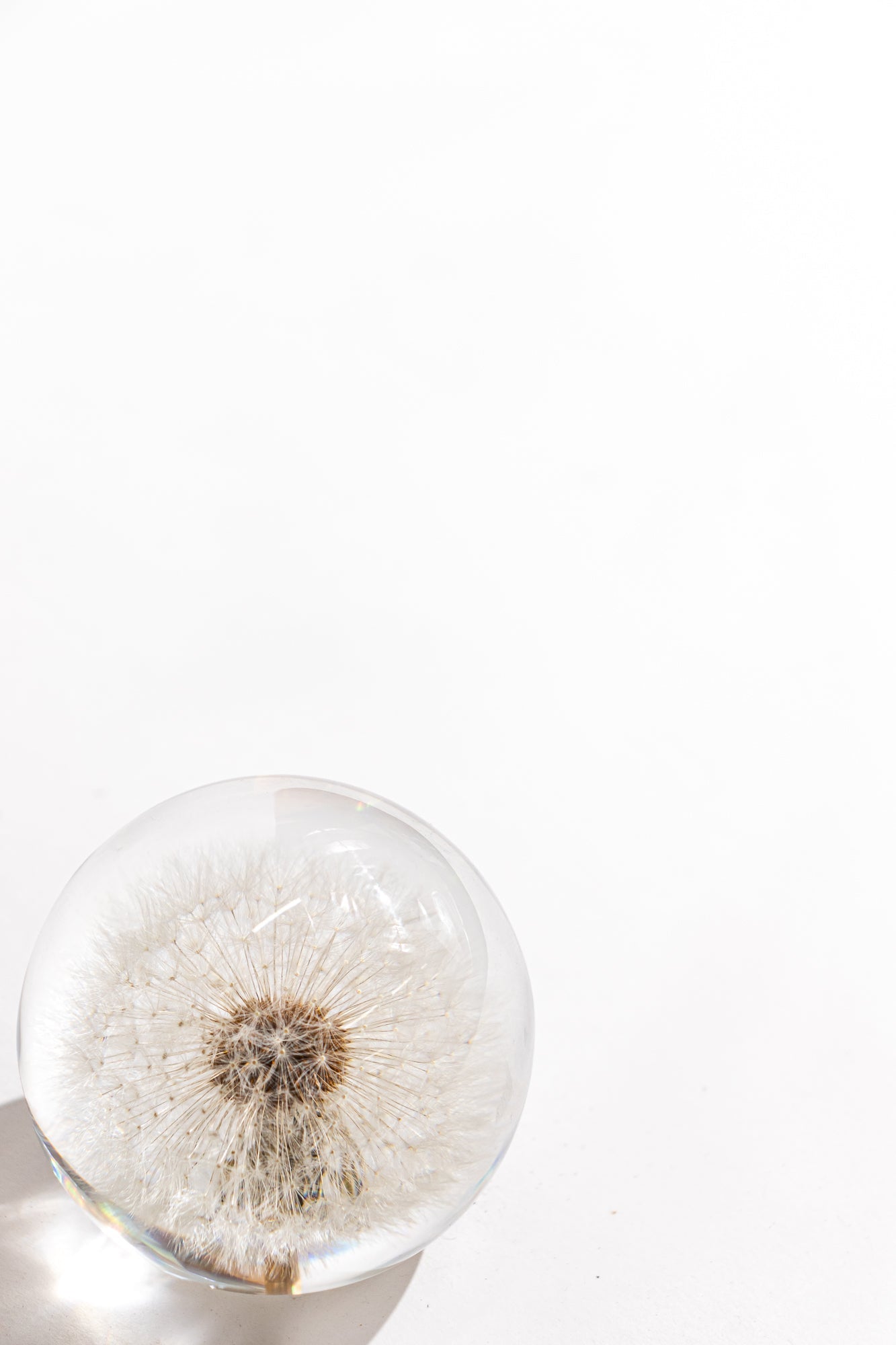 Preserved Dandelion Natural Specimen Stemcell Science Shop