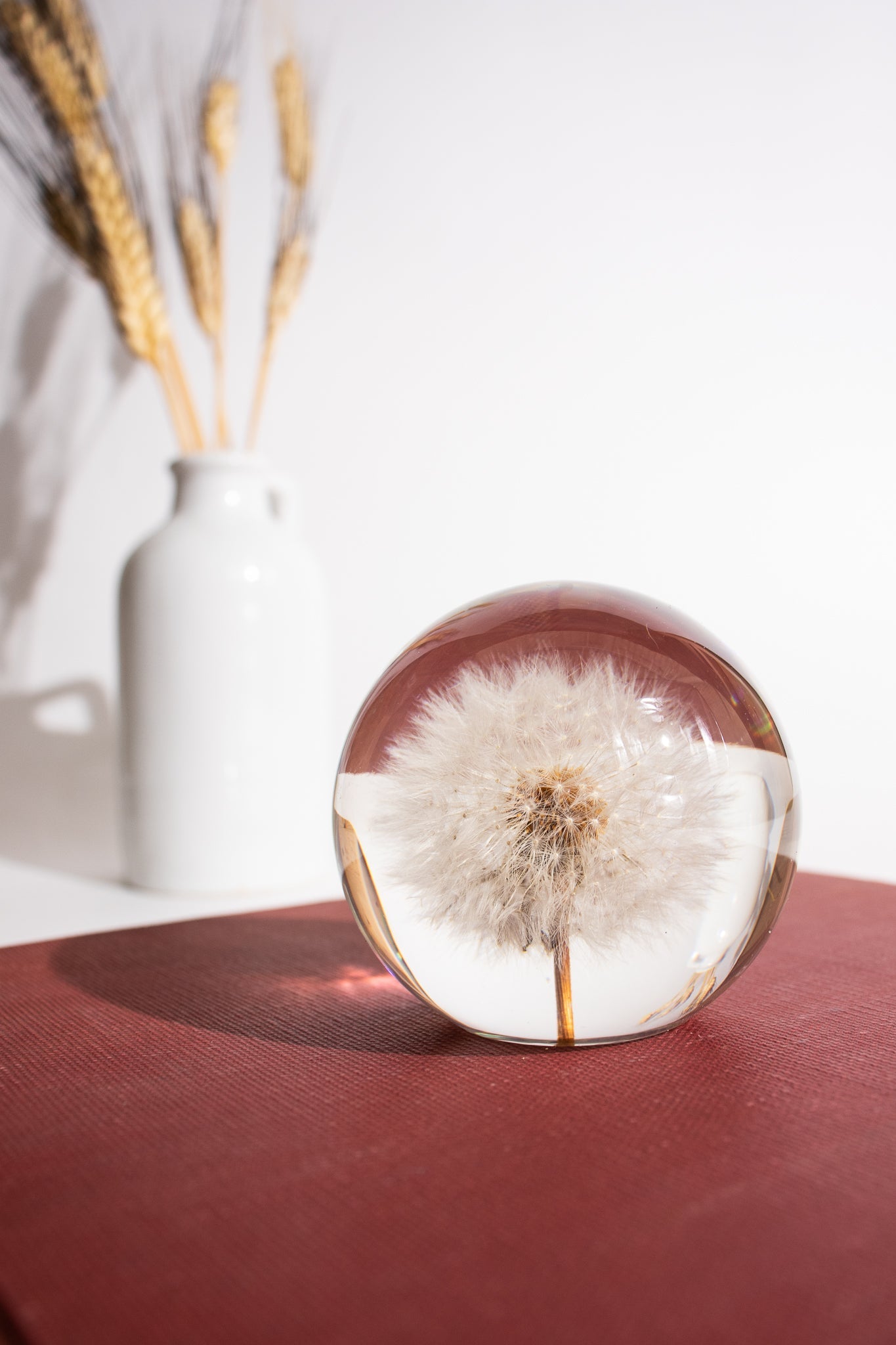 Preserved Dandelion Natural Specimen Stemcell Science Shop