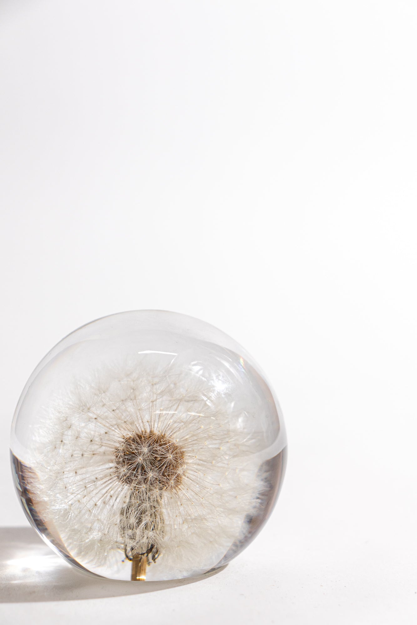 Preserved Dandelion Natural Specimen Stemcell Science Shop