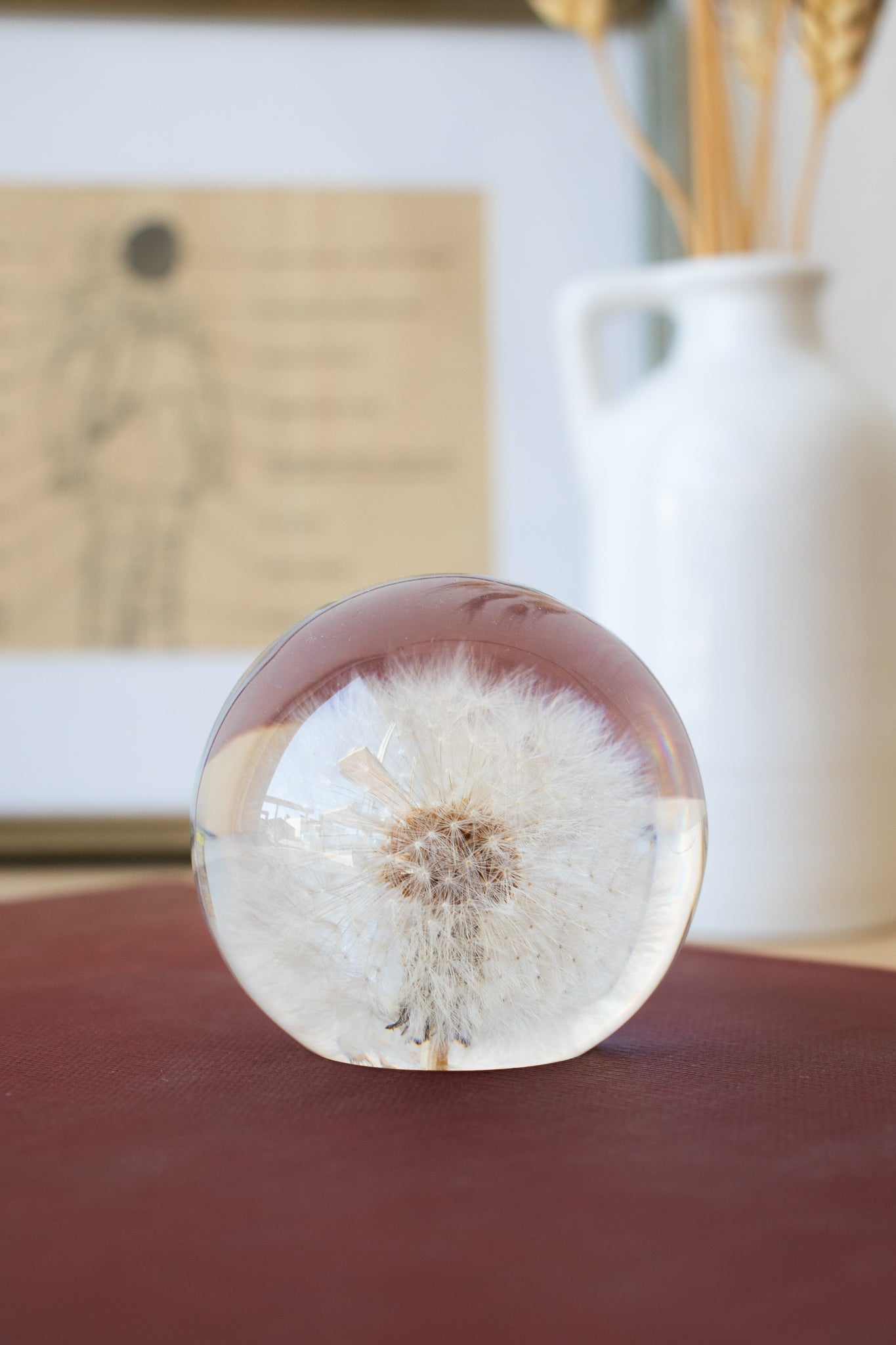 Preserved Dandelion Natural Specimen Stemcell Science Shop