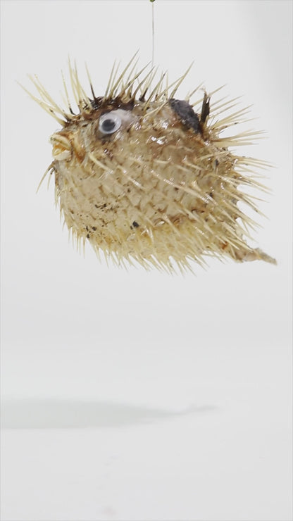 Porcupinefish