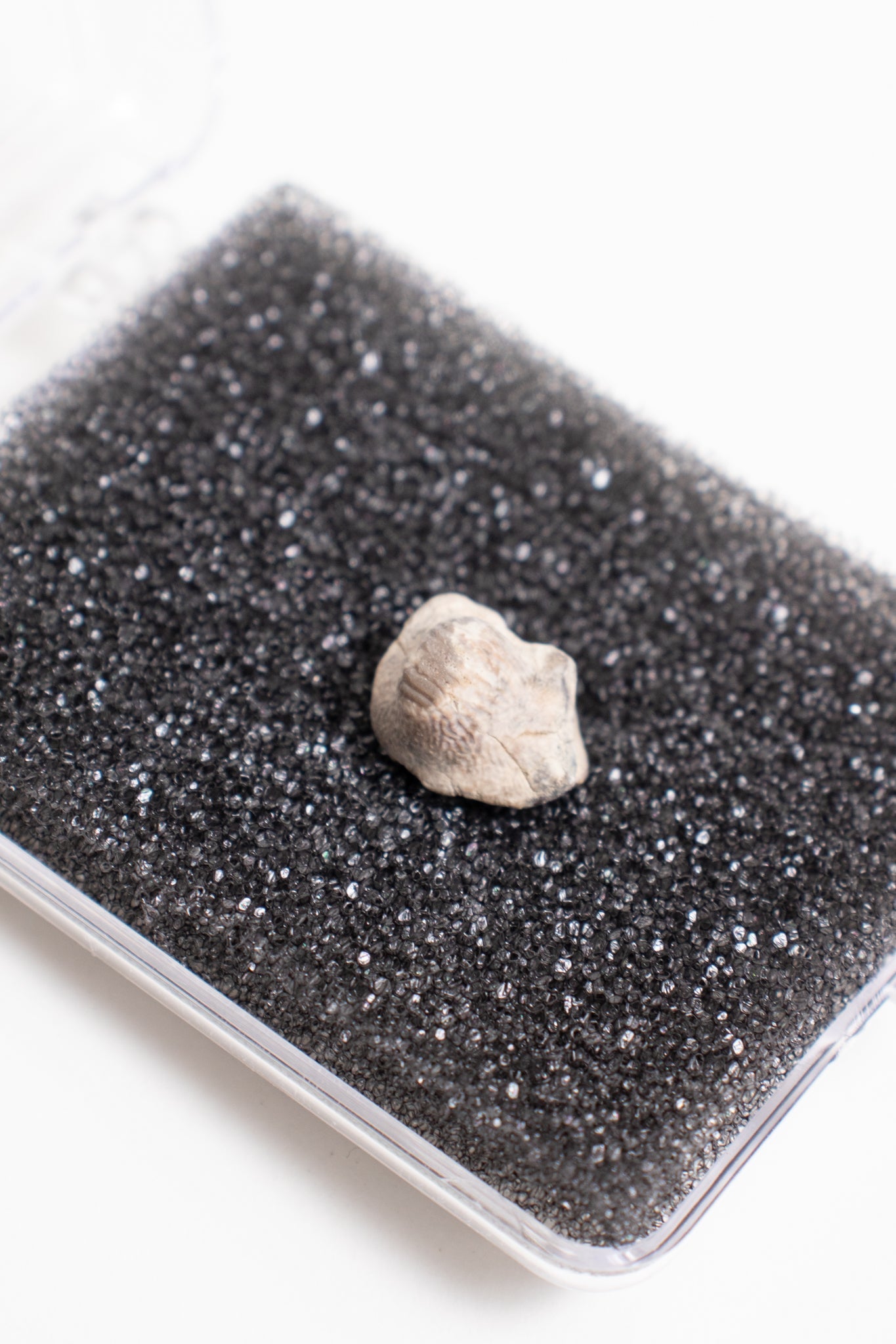 Ptychodus Tooth Fossil Stemcell Science Shop