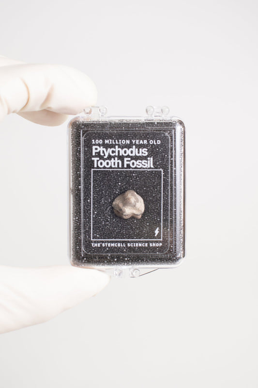 Ptychodus Tooth Fossil Stemcell Science Shop