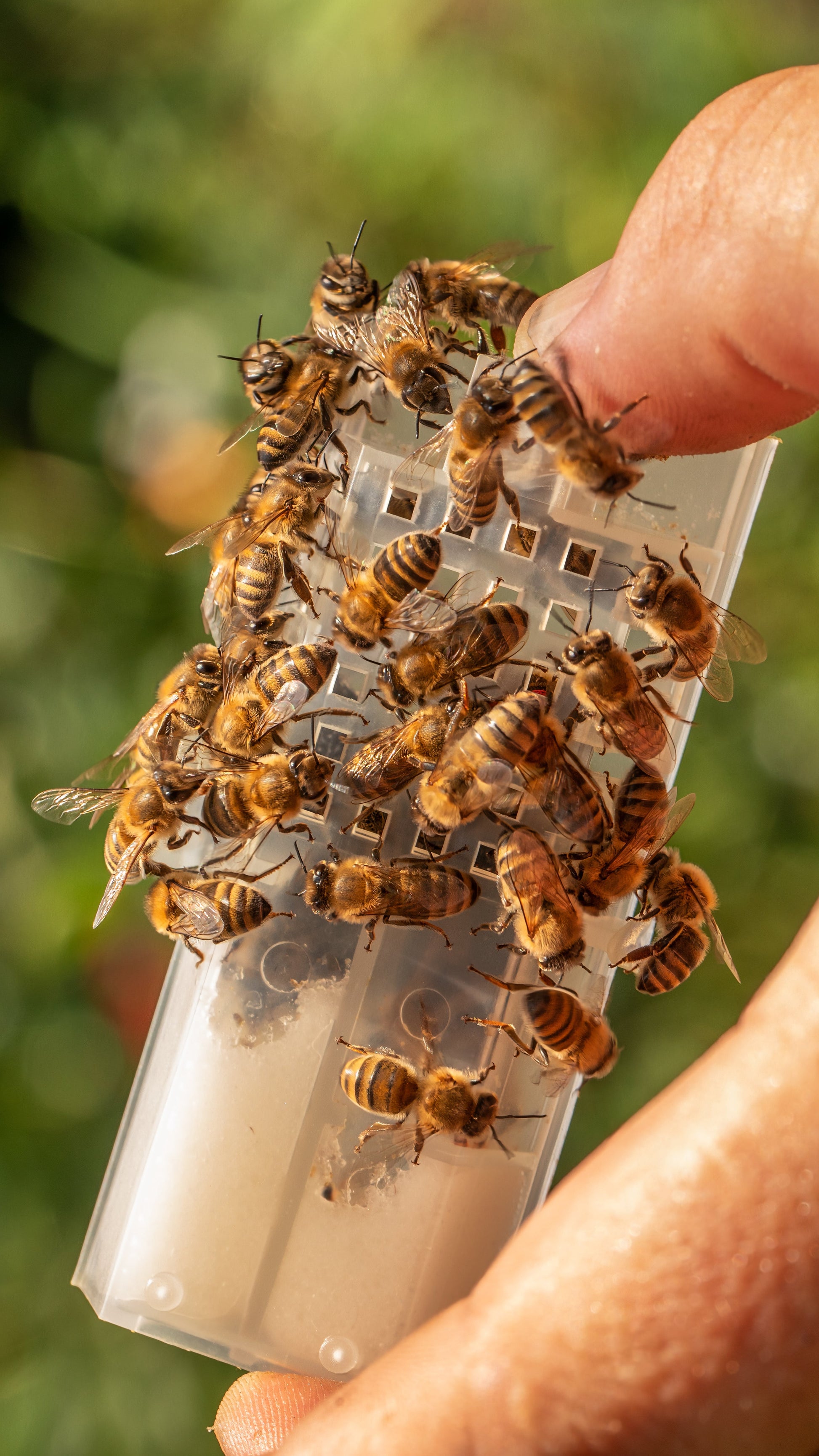 Bees on a transparent container held by a person with a blurred green background