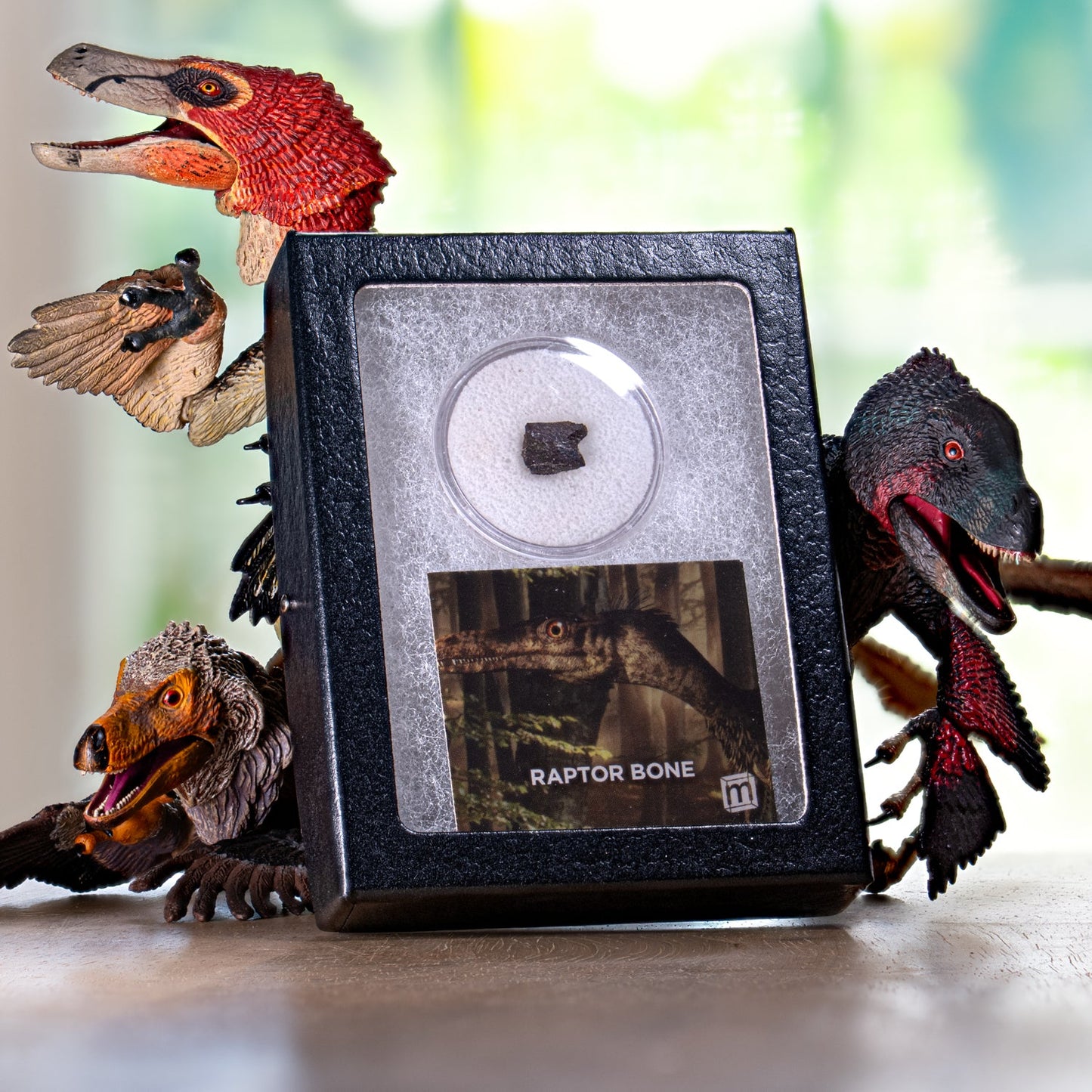 Raptor Bone