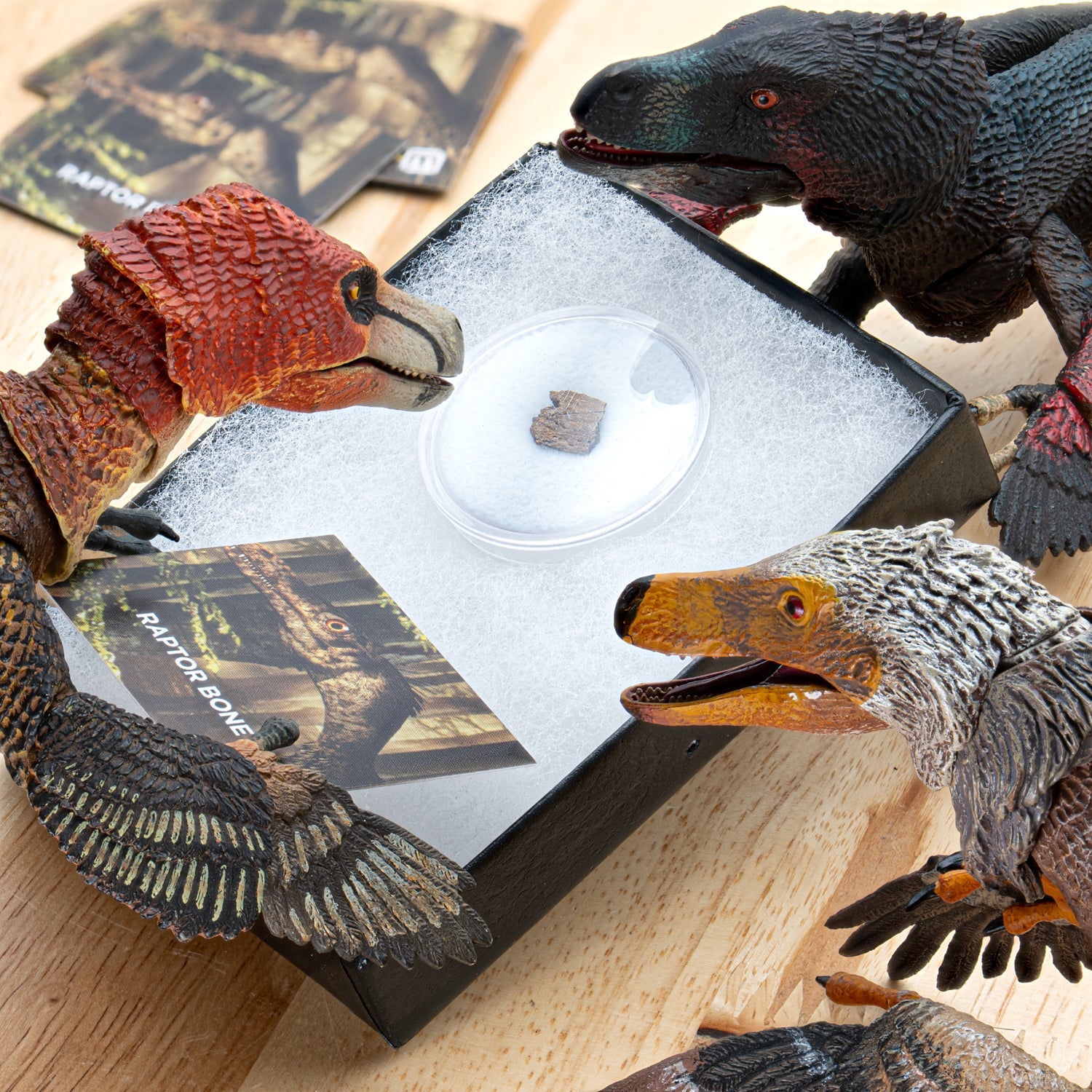 Raptor Bone