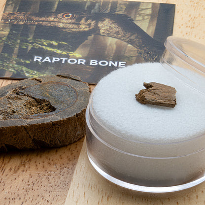 Raptor Bone