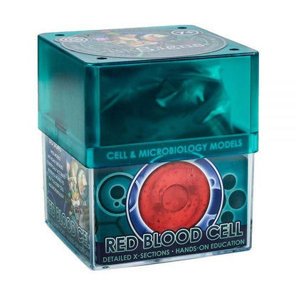 Red Blood Cell Microbiology Model Model Stemcell Science Shop