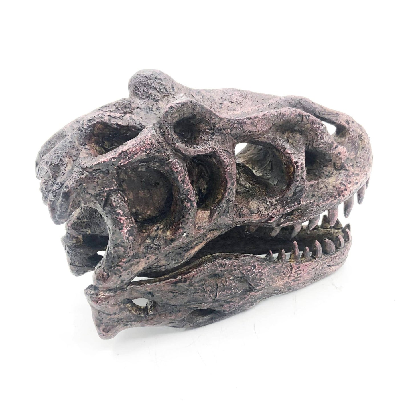 Replica Allosaurus Mini Dinosaur Skull Fossil Fossil Stemcell Science Shop