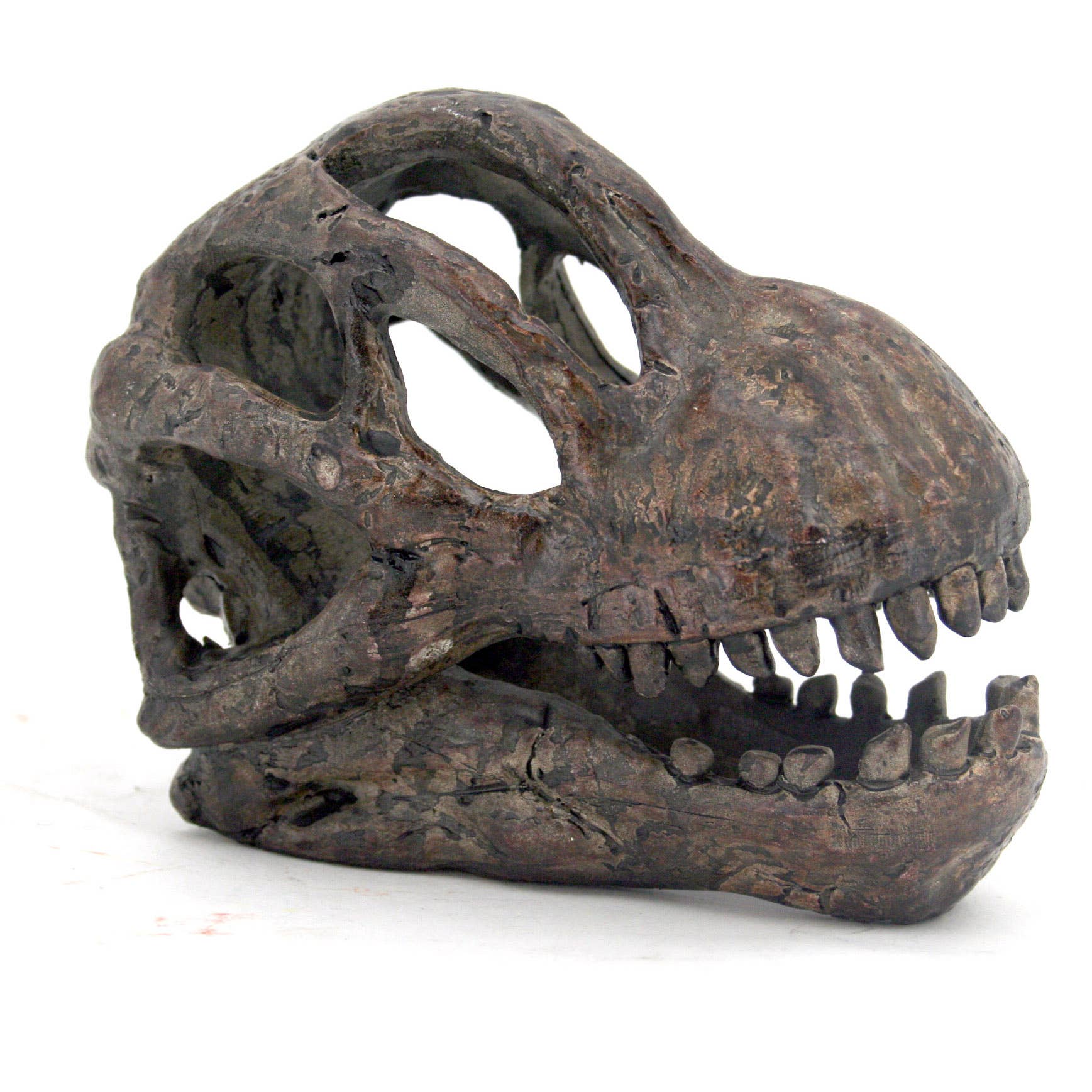 Replica Brachiosaurus Mini Dinosaur Skull Fossil Fossil Stemcell Science Shop