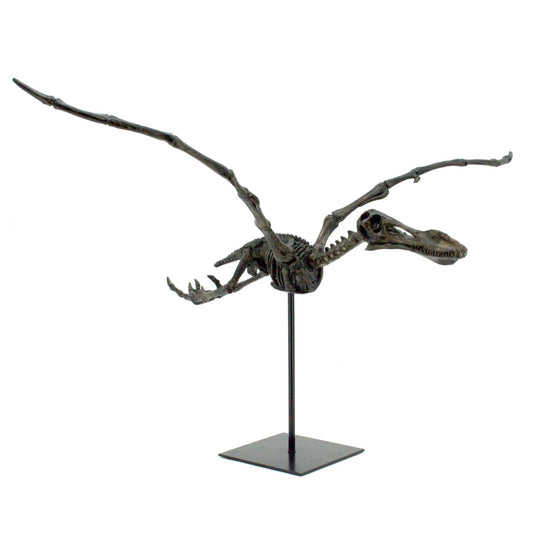 Replica Flying Pterosaur Fossil with Stand - Fossil from Stemcell Science Shop