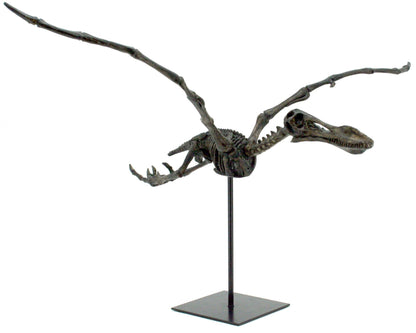 Replica Flying Pterosaur Fossil with Stand Fossil Stemcell Science Shop