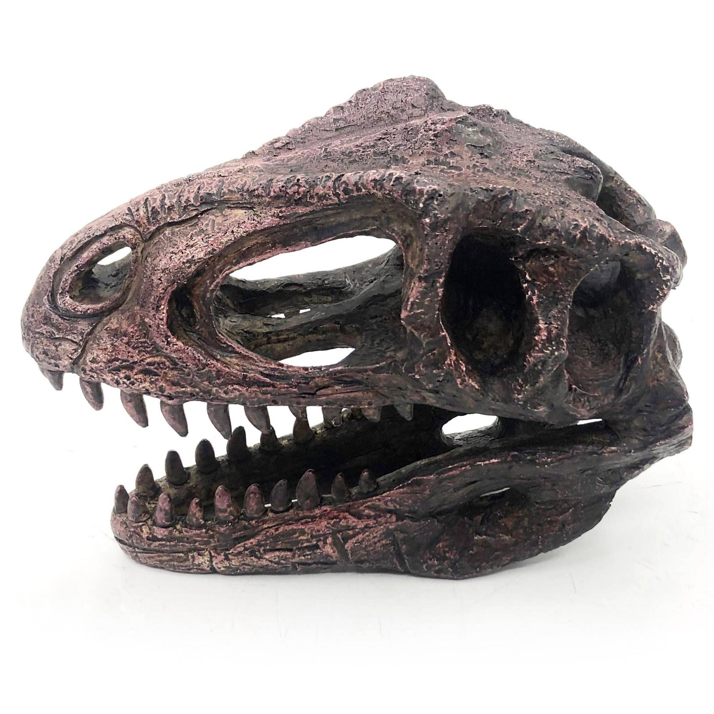 Replica Gigantosaurus Mini Dinosaur Skull Fossil Fossil Stemcell Science Shop