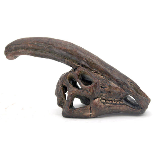 Replica Parasaurolophus Mini Dinosaur Skull Fossil - Fossil from Stemcell Science Shop