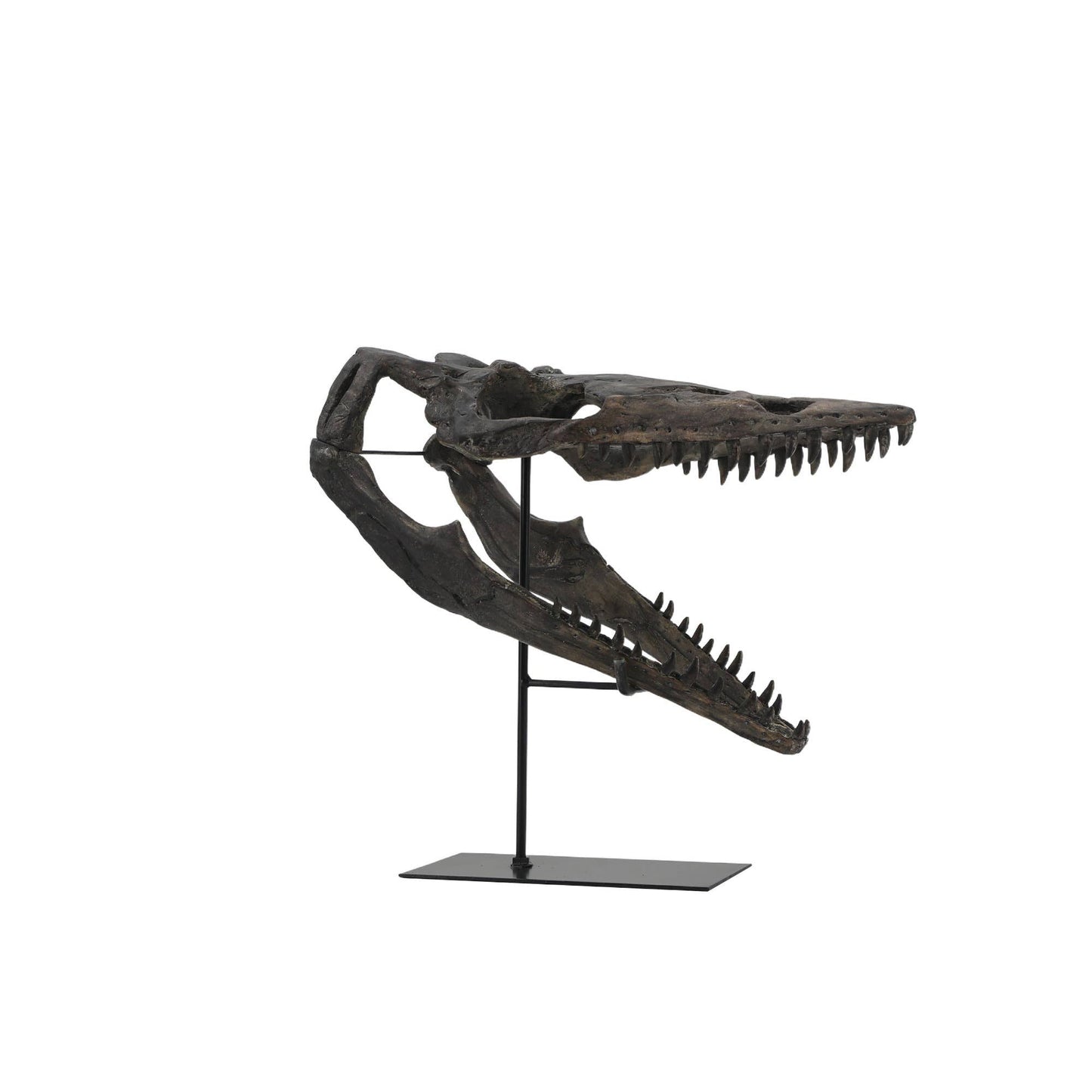 Replica Plioplatecarpus Dinosaur Skull Fossil with Stand Fossil Stemcell Science Shop