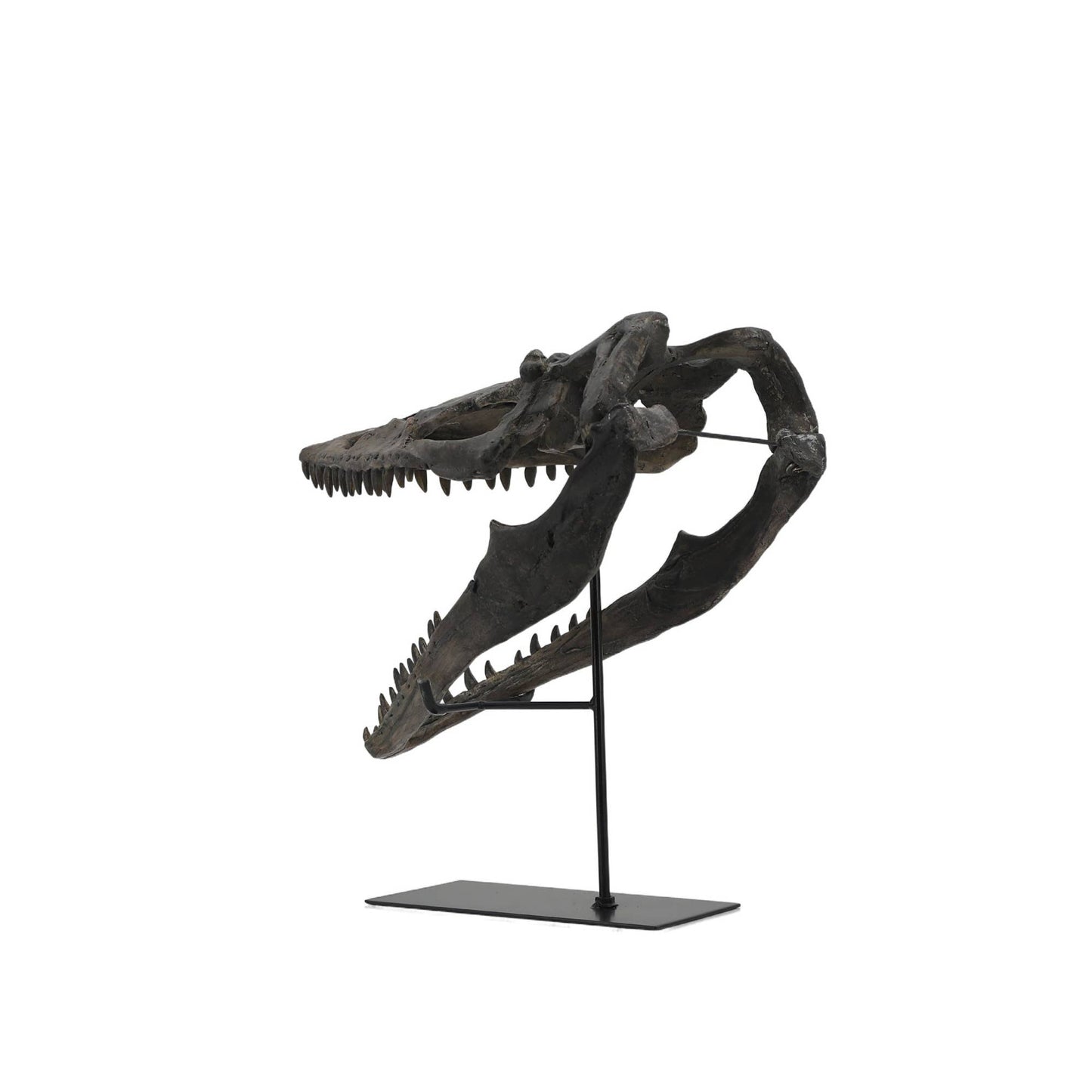 Replica Plioplatecarpus Dinosaur Skull Fossil with Stand Fossil Stemcell Science Shop