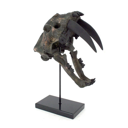 Replica Sabertooth Tiger Dinosaur Skull Fossil with Stand Fossil Stemcell Science Shop