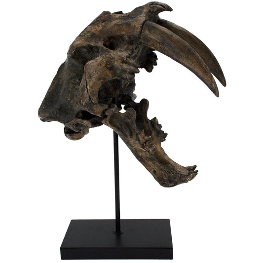 Replica Sabertooth Tiger Dinosaur Skull Fossil with Stand - Fossil from Stemcell Science Shop