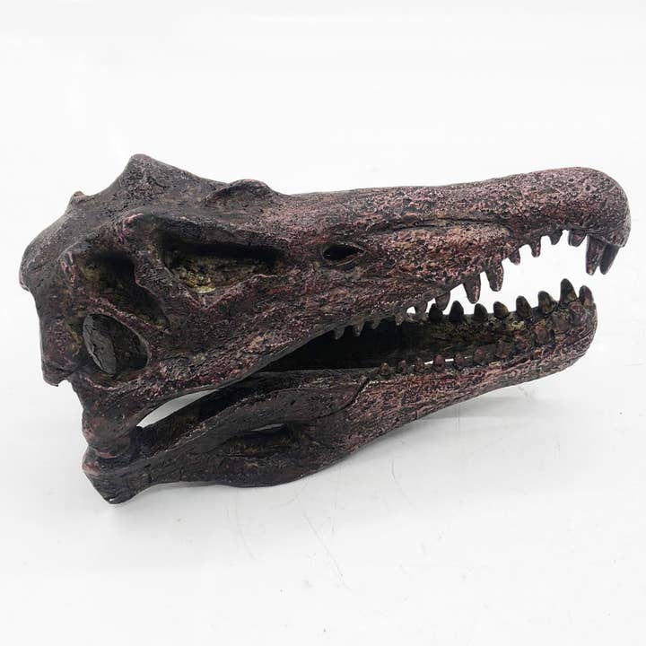 Replica Spinosaurus Mini Dinosaur Skull Fossil Fossil Stemcell Science Shop