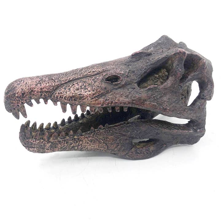 Replica Spinosaurus Mini Dinosaur Skull Fossil Fossil Stemcell Science Shop