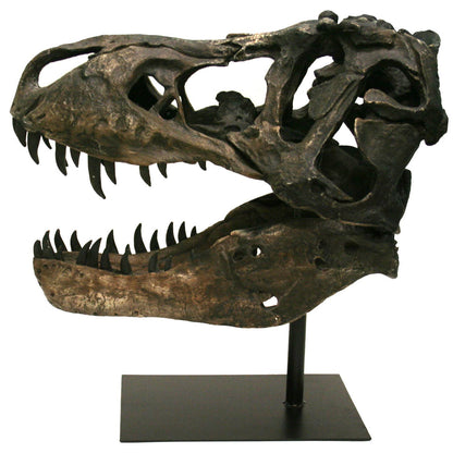 Replica T - Rex Dinosaur Skull Fossil with Stand Fossil Stemcell Science Shop