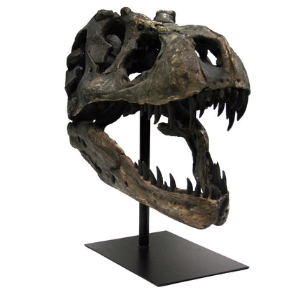 Replica T - Rex Dinosaur Skull Fossil with Stand Fossil Stemcell Science Shop