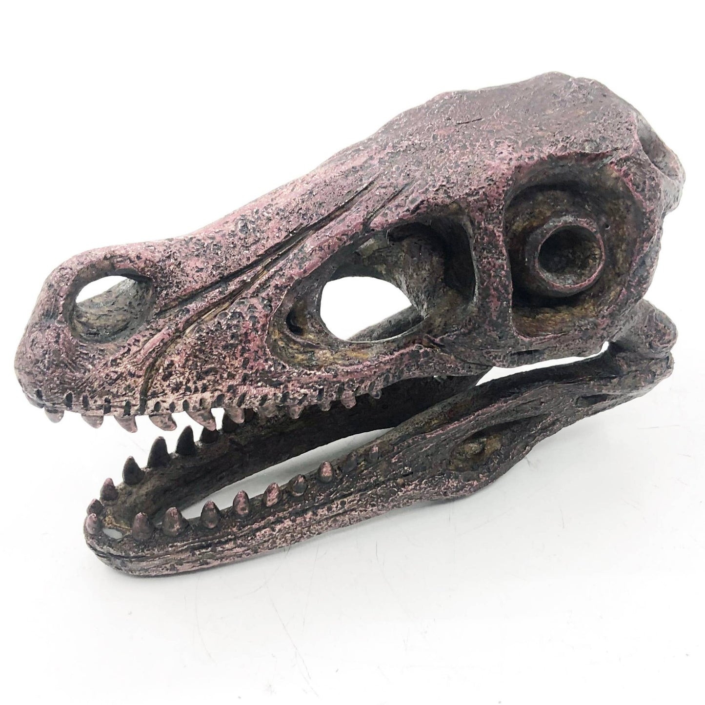 Replica Velociraptor Mini Dinosaur Skull Fossil Fossil Stemcell Science Shop