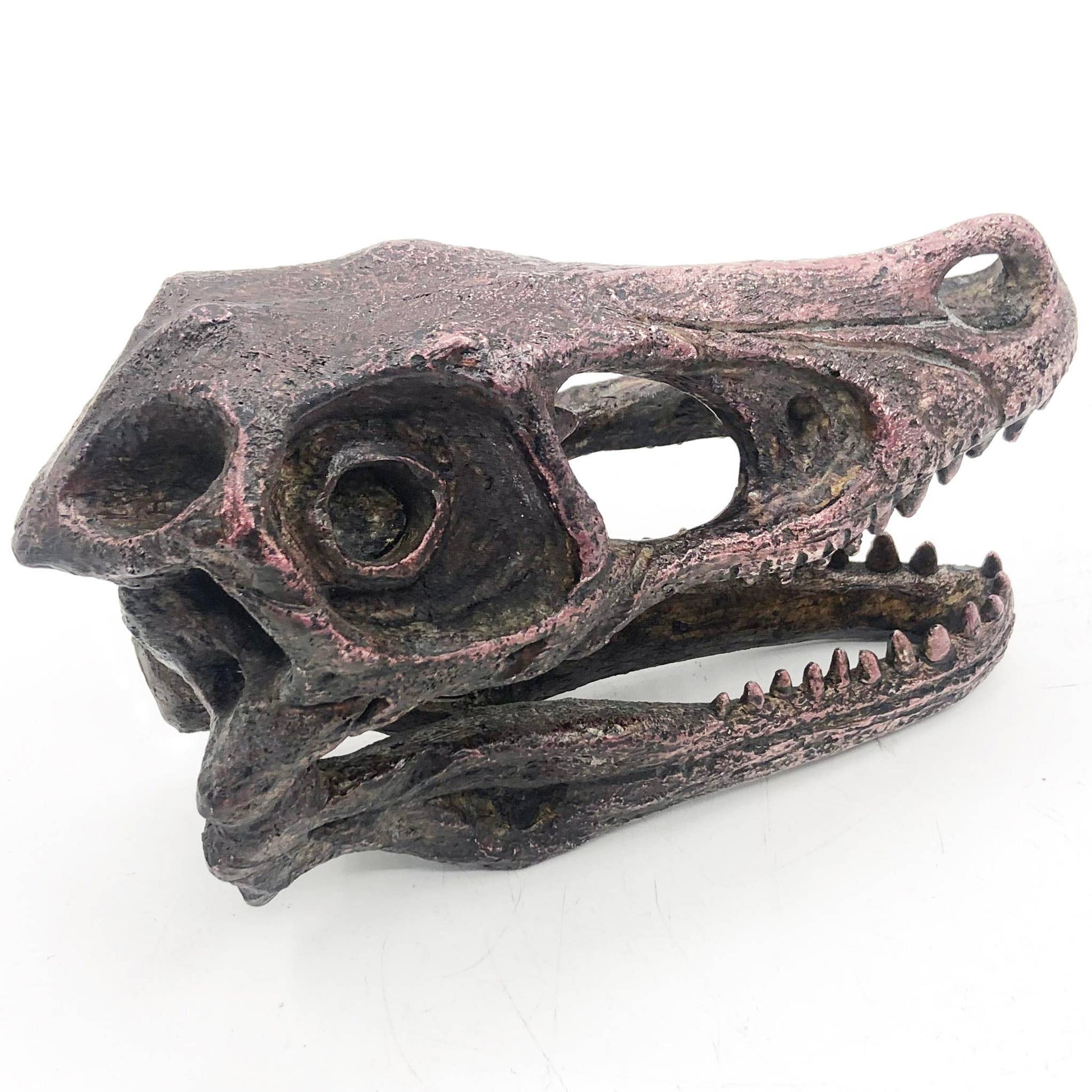 Replica Velociraptor Mini Dinosaur Skull Fossil Fossil Stemcell Science Shop