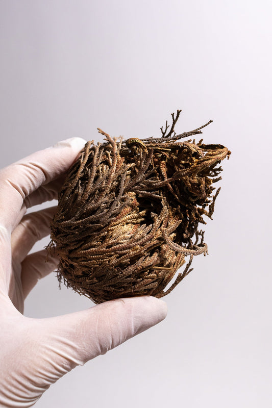Resurrection Plant - Natural Specimen from Stemcell Science Shop
