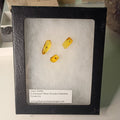 Insect amber inclusion display (framed)