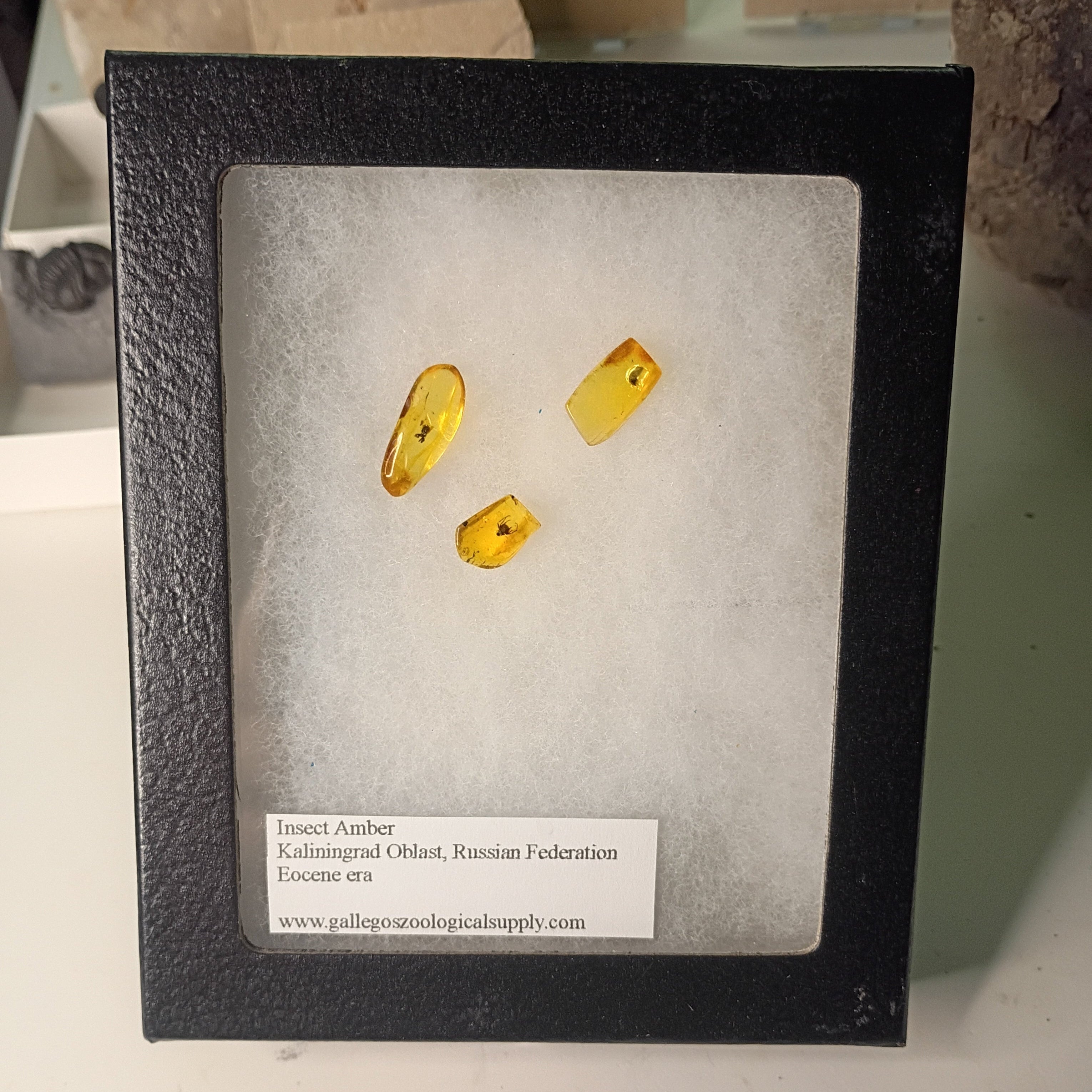 Insect amber inclusion display (framed)