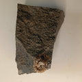 Promicroceras sp. English ammonite #E-002