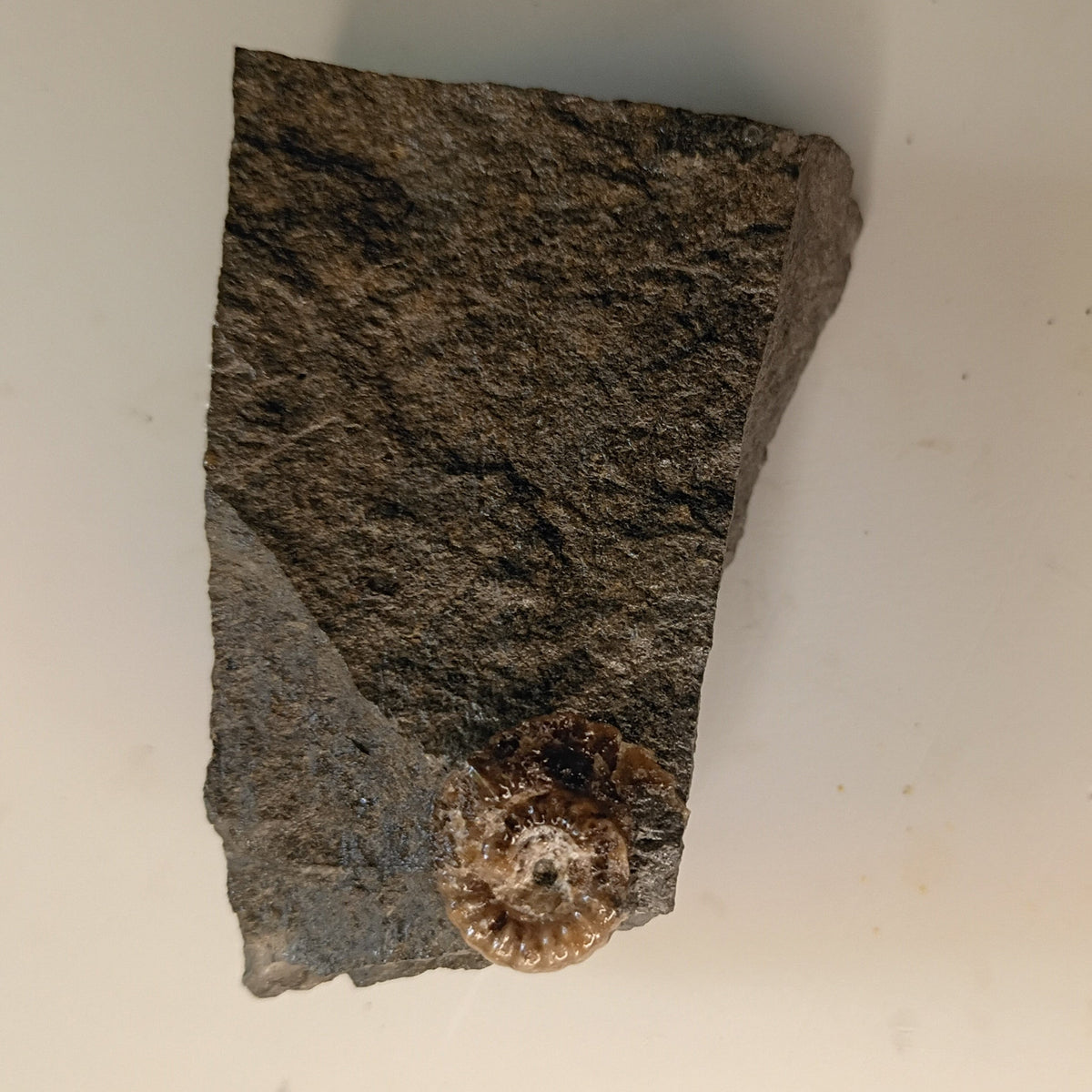 Promicroceras sp. English ammonite #E-002