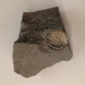 Promicroceras sp. - English ammonite #E-005
